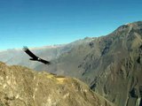 Colca Canyon Condors