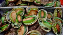 Bán bào ngư Úc nhập khẩu loại tai viền xanh (Greenlip Abalone) giá sỉ tốt nhất