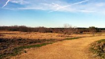 Wild Horses at Paynes Prairie Preserve