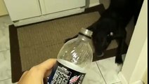 Dog Refuses To Do The Dew - Funny Animals