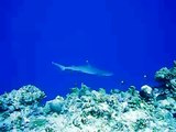 White Tip Reef Sharks at Blue Corner, Palau