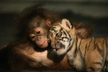 Top 10 Weird Animal Relationships
