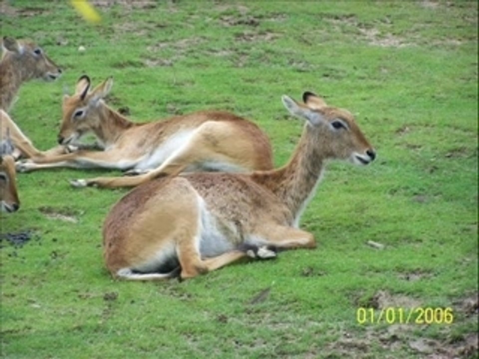 zoo d amneville