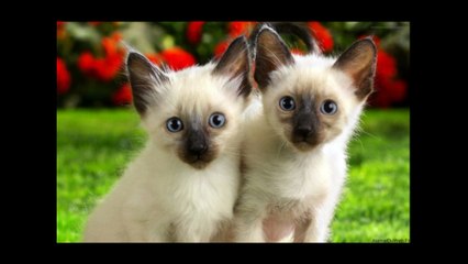 Le  bonheur  des  chats