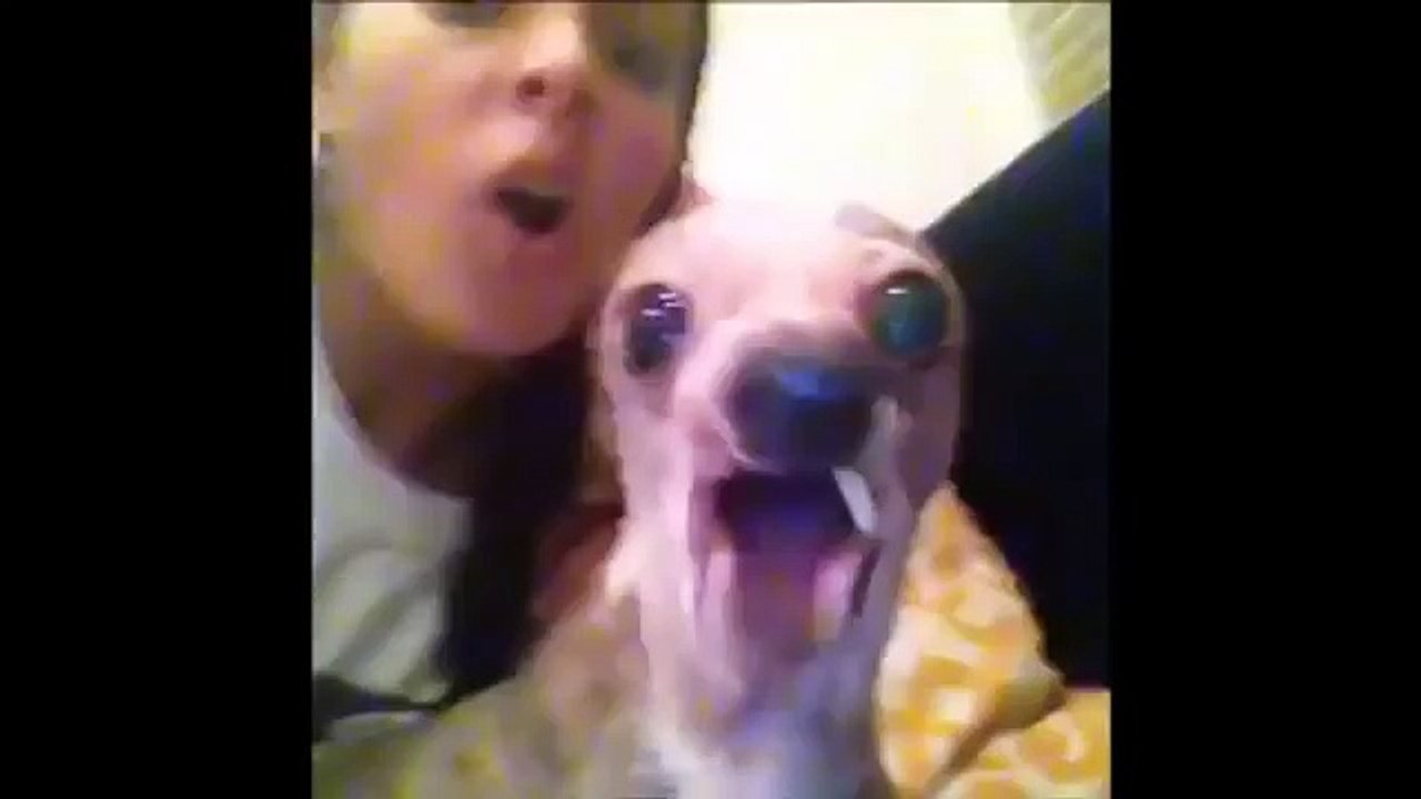 pet and animal video compilation