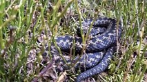 ADDERS & LIZARDS, near Ilkley moor. 2016