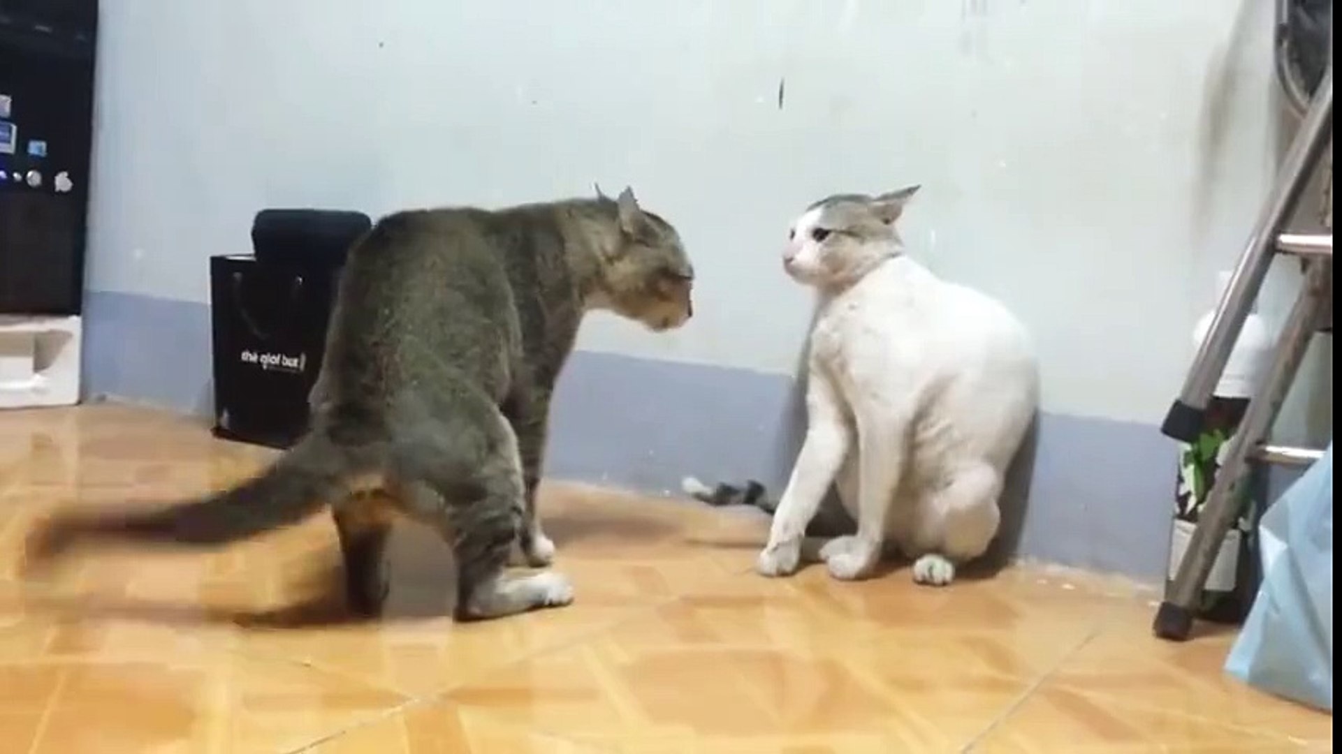 ⁣CAT VS CAT FIGHT