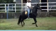 Haras do Clozinho : Único Caxambuense
