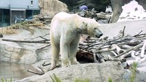 Polar Bear Dancing In San Diego Zoo