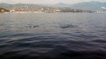Delfini nel mare di Portofino