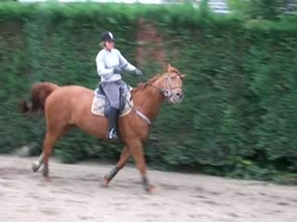 Saut d'obstacle COUR 1
