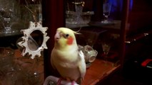 Смешные попугаи. Попугай - оперный певец. Смешное видео про животных.