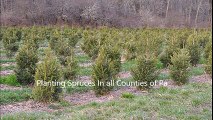 ...... Planting Spruces In all Counties of Pa