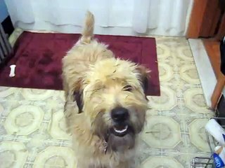 sophie the wheaten terrier puppy vs toilet paper