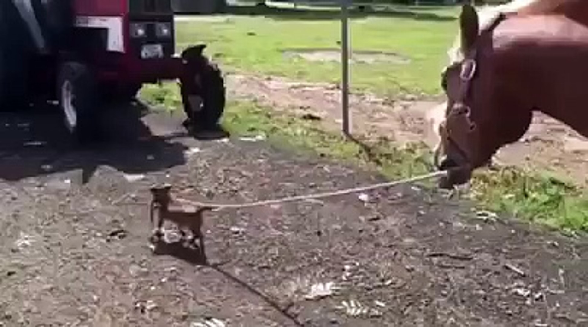 ⁣Chihuahua walks horse