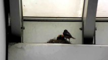 baby birds in nest | birds documentary | documentary best | national geographic documentary |