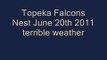 Topeka Falcons Nest June 20th 2011
