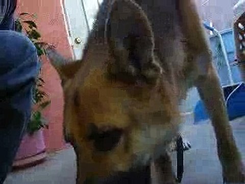 German Shepherd Puppies Playing
