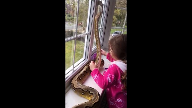 Une jeune fille prend dans un python dans ses bras. Flippant...