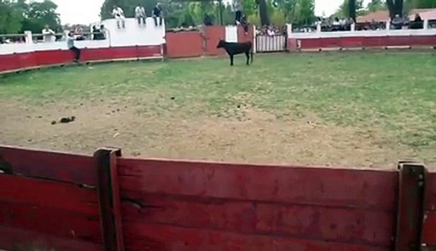 Corrida qui tourne mal : Mis KO par un taureau