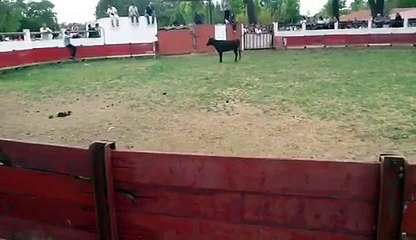 Corrida qui tourne mal : Mis KO par un taureau