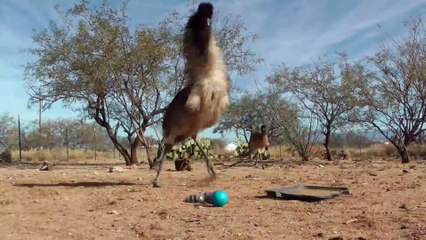 Des émus deviennent fou face à un nouveau jouet. Animaux hilarant