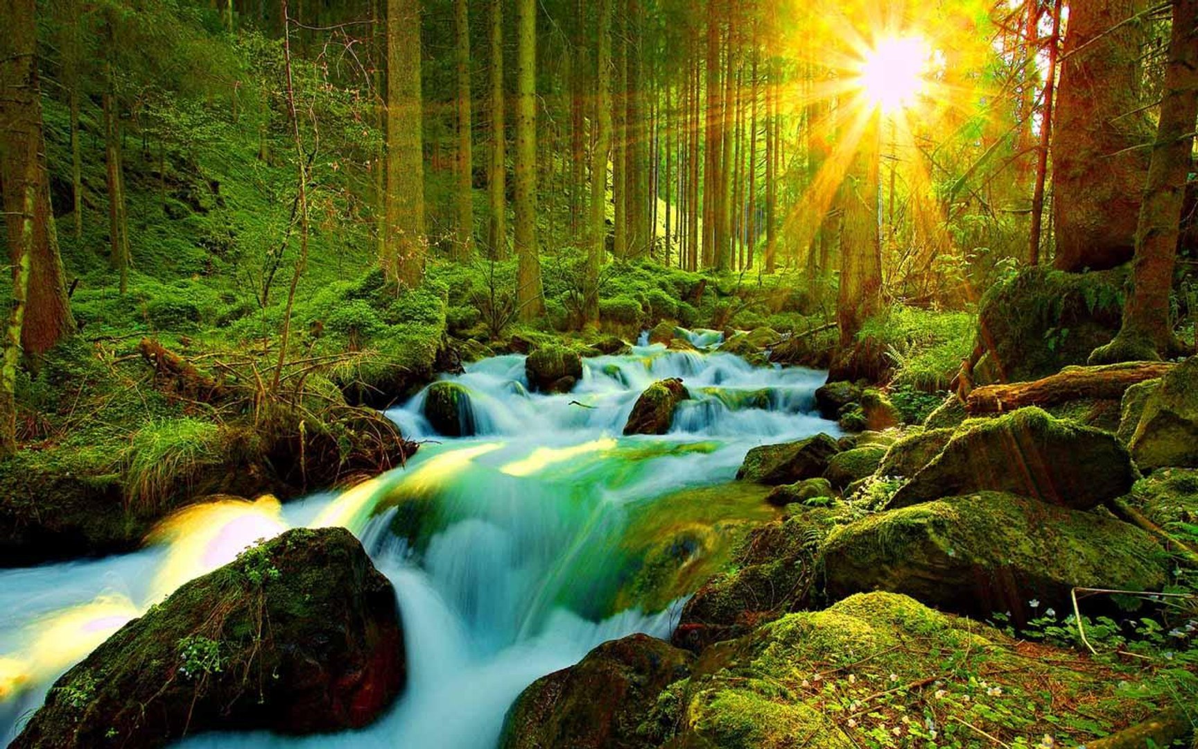 ⁣Sounds of Nature Morning sound