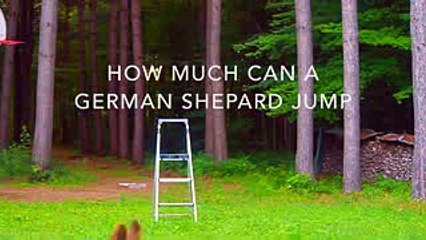 How high can a German Shepherd jump-