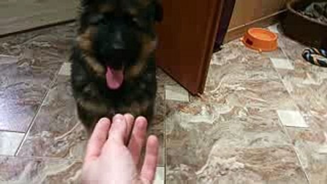 Long haired german shepherd 10 week old puppy