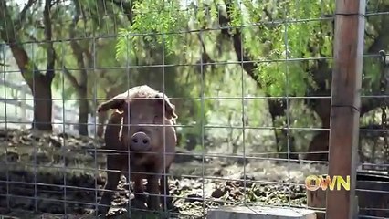 Dopo aver partorito, questo maialino sta per morire ma ecco cosa fa prima del suo addio
