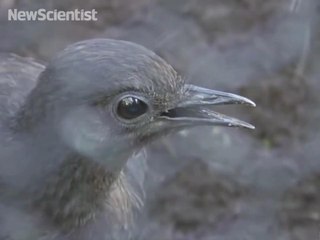 Lyrebird mimics construction sounds