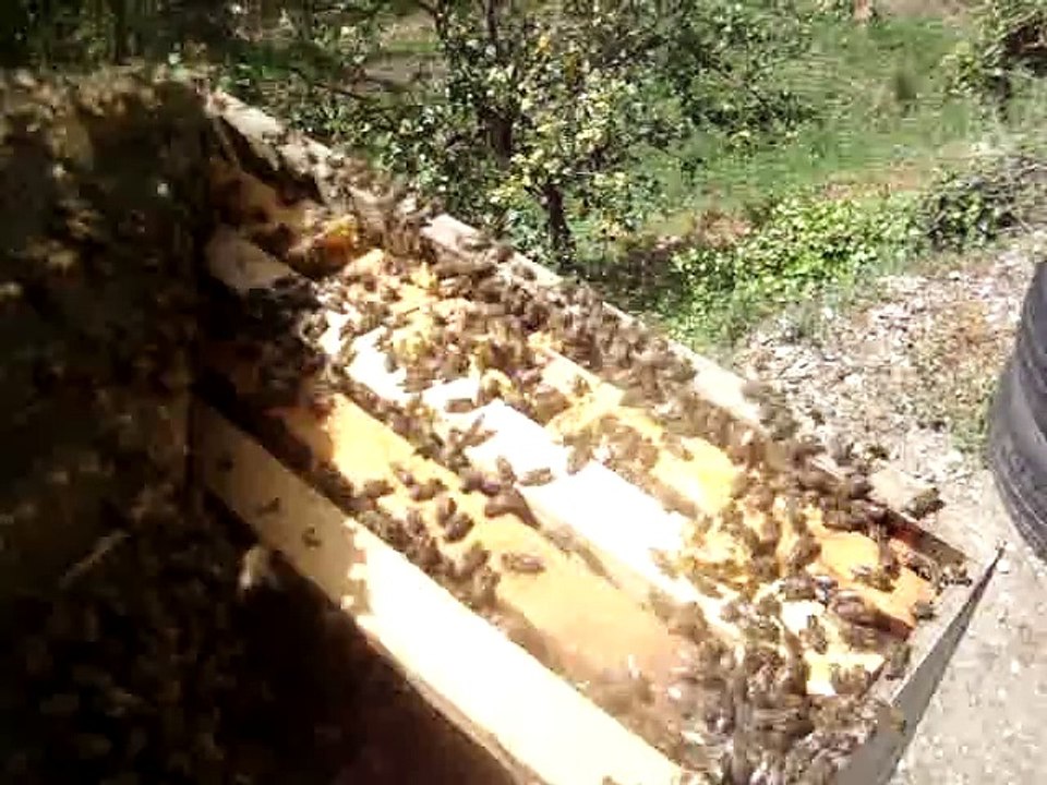 Μυστικά βασιλοτροφίας από τον μελισσοκόμο Παρασκευά Διολέτη