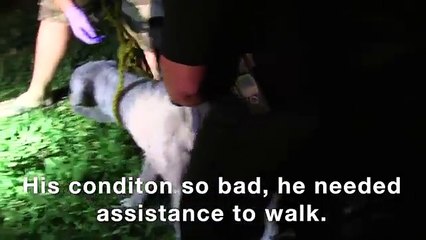 Sta per morire ma la polizia lo salva in tempo!