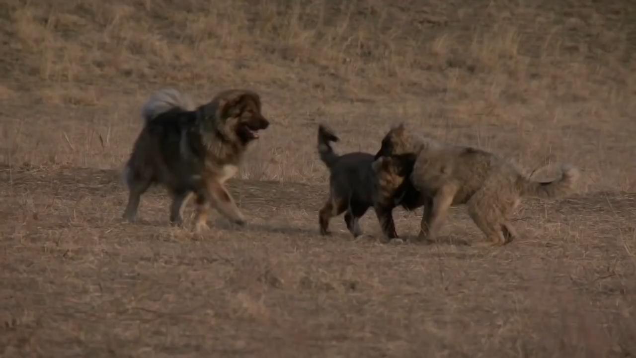 Georgian Caucasian Shepherd