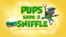 Щенки спасают хрюшек || Pups Save a Sniffle