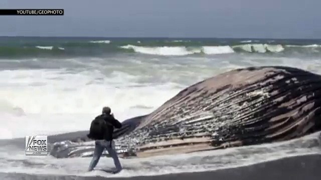 Dead humpback whale found on beach outside San Francisco Fox News Video