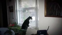 Cat fight through the window.