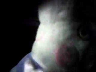 La verdadera historia de peppa pig---- george el demonio:-(