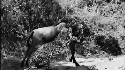 Jaguar Attacks Antelope Animal Animal Attack