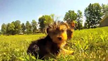 Teacup YORKIE PUPPIES FOR SALE NEAR DETROIT MICHIGAN!!!!