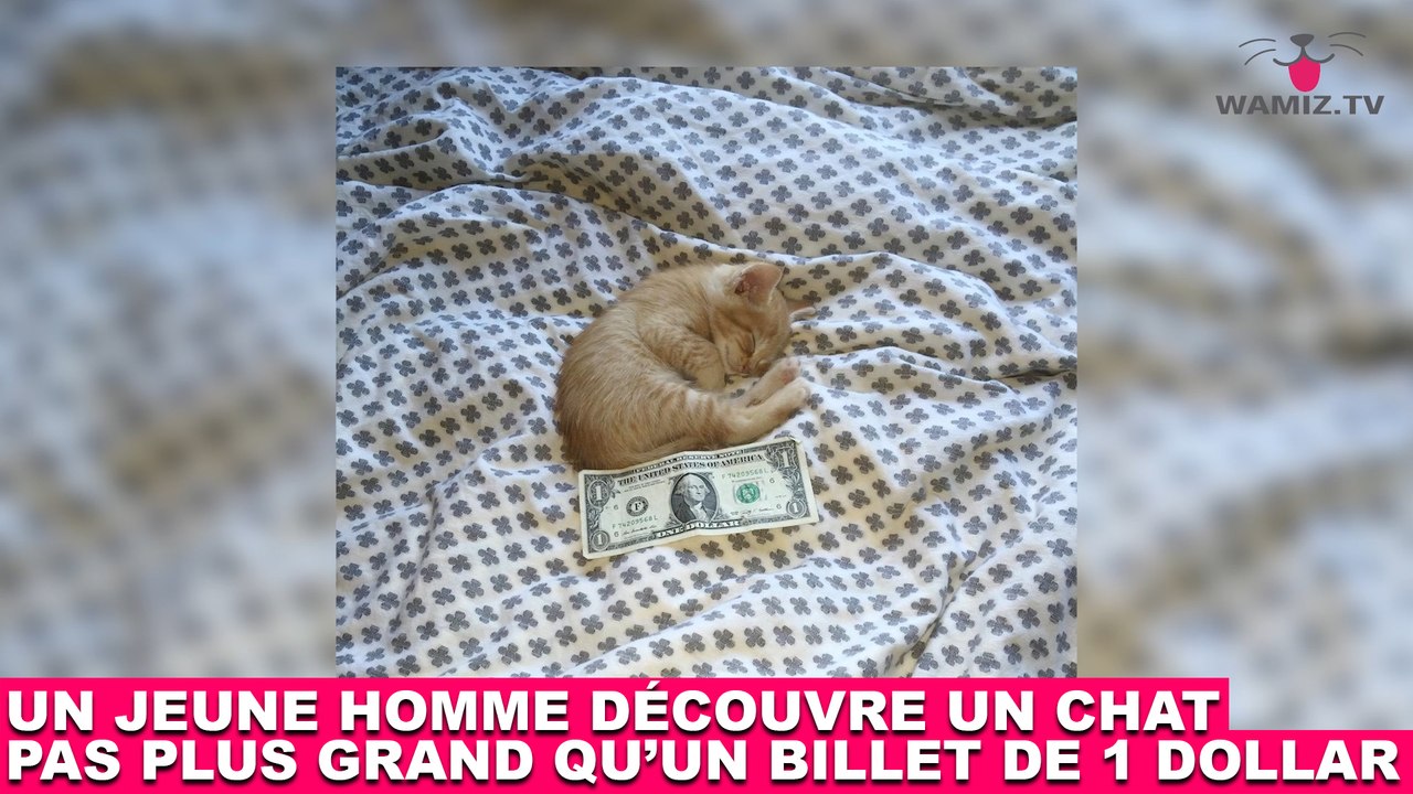 Un jeune homme découvre un chat pas plus grand qu'un billet de 1 dollar ! L'histoire dans la minute chat #184