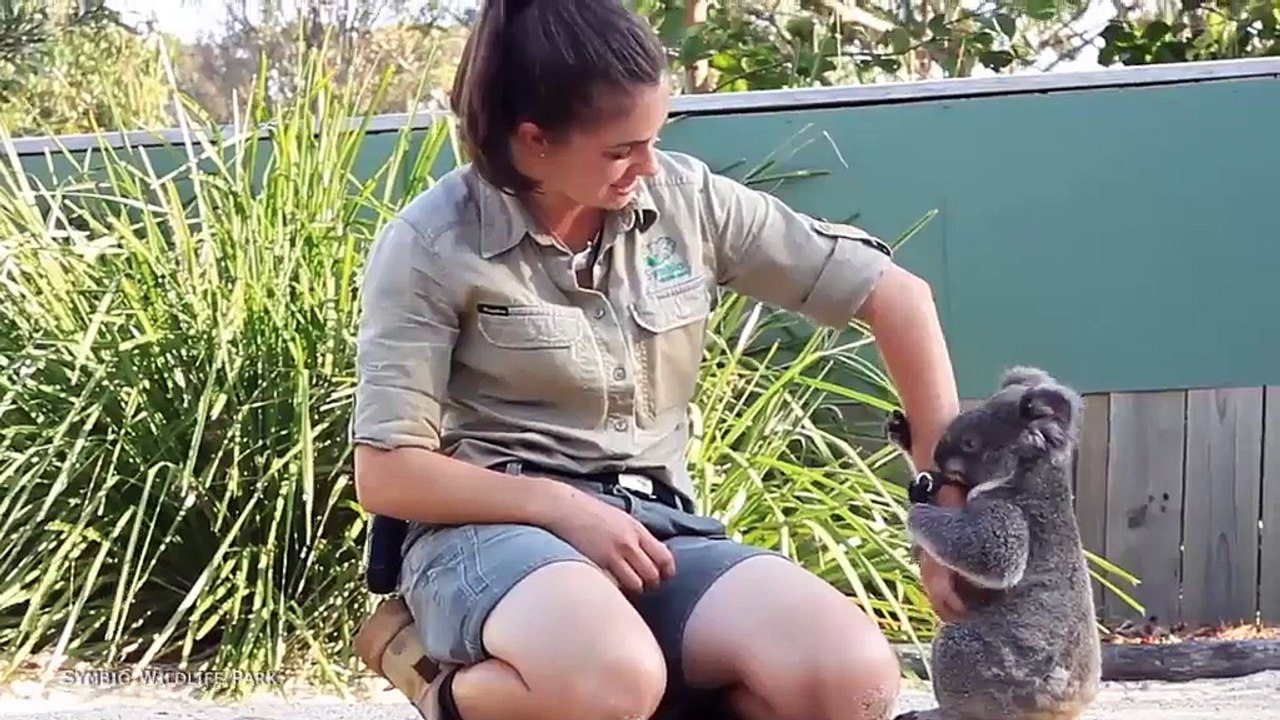 Harry the koala cuddles up with keeper for a belly rub