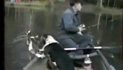 Polak w USA karmi kaczki