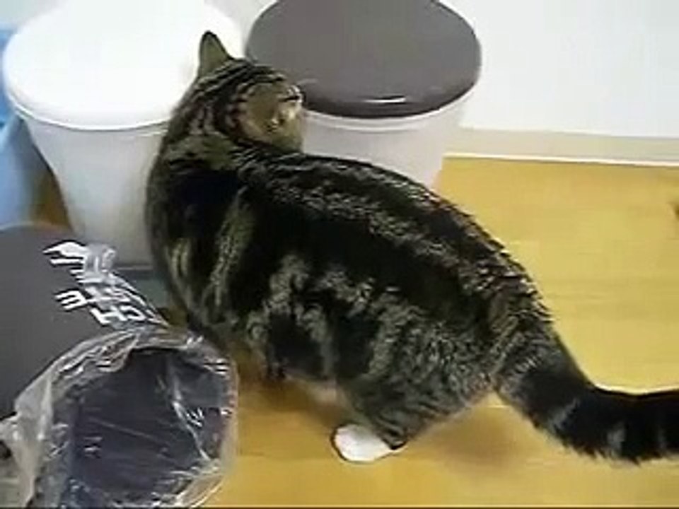 Sweet cat in wastepaper basket