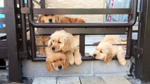 ゴールデン・レトリバーの子犬たち2015/02/28 Golden Retriever puppies