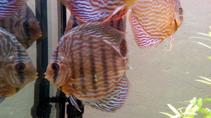 discus malade