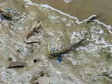 Mudskippers in vietnam