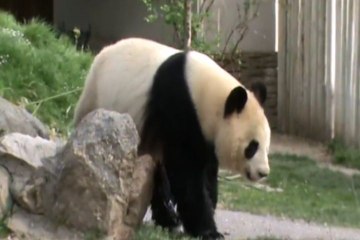 Solo queda esperar para que llegue un nuevo panda a Madrid