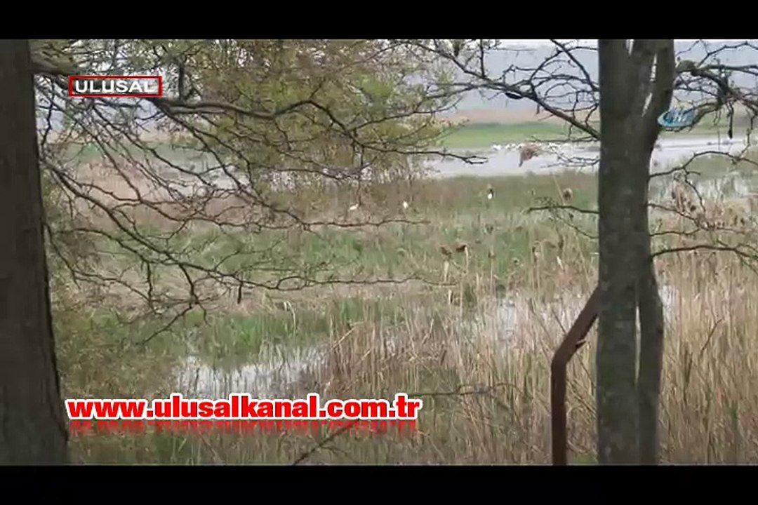 Manyas Kuş Cennetin'nde tepeli pelikanlar için özel platform kuruldu