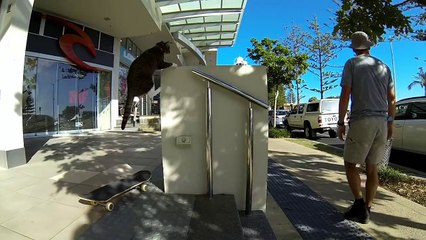 Believe It or Not, This Cat Can Skateboard!